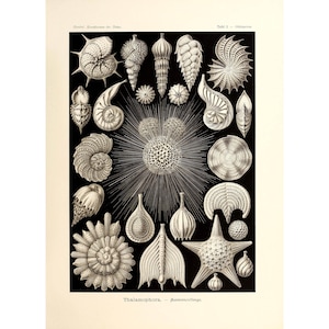 Ernst Haeckel - Art Forms in Nature : Thalamophora - Kammerlinge (1904) - Giclee Fine Art Print- Framed/Unframed/Canvas