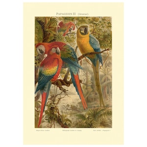 Ara Parrots Fine Art Print - Antique Lithograph from 1888 - Framed/Unframed