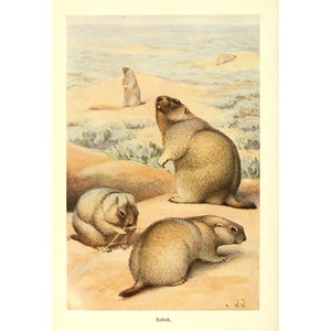 MARMOT - Antique Lithograph by Alfred Brehm - Giclee Print - Framed/Unframed