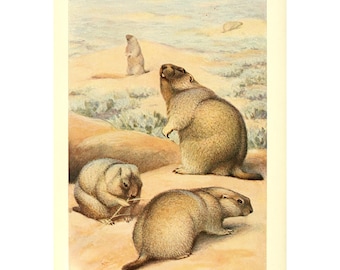 MARMOT - Antique Lithograph by Alfred Brehm - Giclee Print - Framed/Unframed