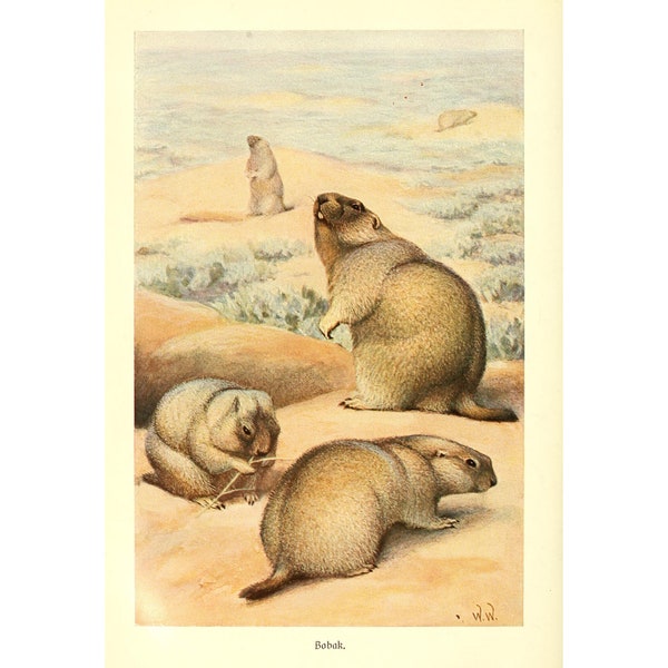 MARMOT - Lithographie antique d’Alfred Brehm - Giclee Print - Encadré/Non encadré