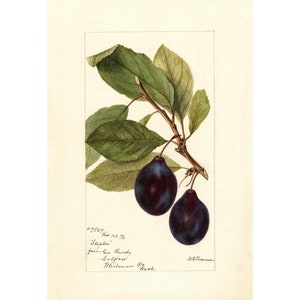 Pomological Watercolor Collection : Plums (c. 1886-1916) - Giclee Fine Art Print - Framed/Unframed/Canvas