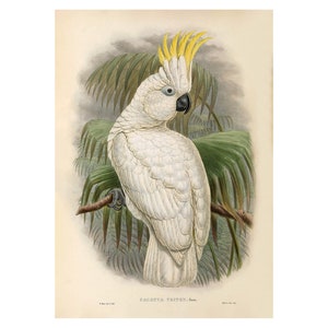 SULPHUR-CRESTED COCKATOO - Antique Lithograph - Giclee Print - Framed/Unframed