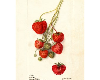 May include: A vintage botanical illustration of a cluster of red strawberries on a vine. The strawberries are depicted in a realistic style with detailed shading and highlights. The illustration is labeled "Strawberry" and "Charles Knight" with the date "July 1818".