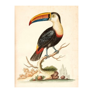 Toucan Fine Art Print - Antique Lithograph from 1751 - A3/A4 Framed/Unframed
