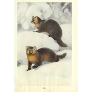 SABLE - Antique Lithograph by Alfred Brehm - Giclee Print - Framed/Unframed