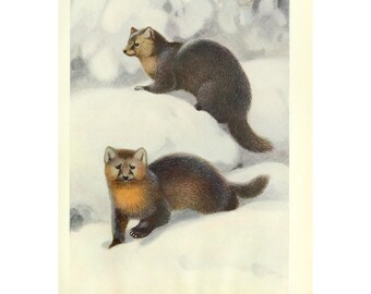 Sable Marten - Etsy UK Sable Marten - Etsy UK