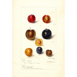 Pomological Watercolor Collection : Plums (c. 1886-1916) - Giclee Fine Art Print - Framed/Unframed/Canvas