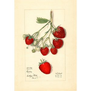 Pomological Watercolor Collection : Strawberry (c. 1886-1916) - Giclee Fine Art Print - Framed/Unframed/Canvas