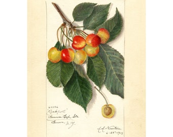 YELLOW CHERRY - Antique Lithograph - Giclee Print - Framed/Unframed