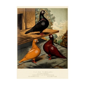 TUMBLER PIGEONS PRINT - Antique lithograph from 1880 - Framed/Unframed