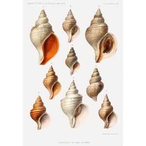 MOLLUSCS VARIETIES Giclee PRINT Résultats des Campagnes Scientifiques - Framed/Unframed