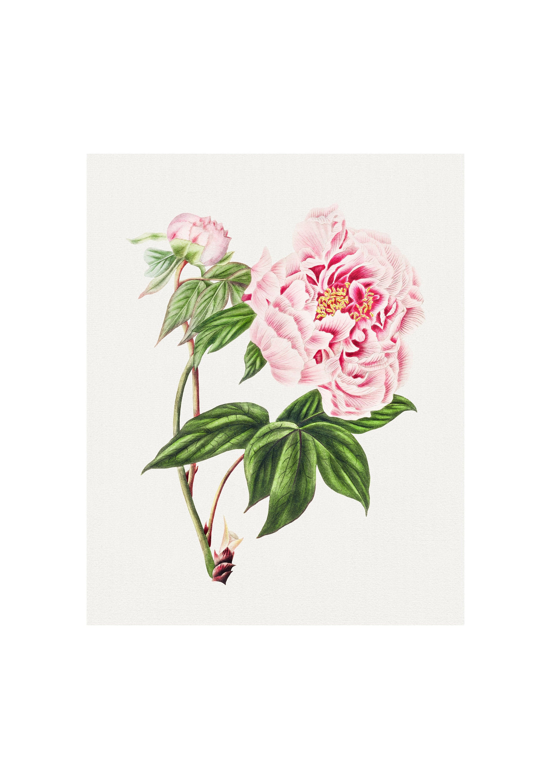 worldvintageprints - Etsy 日本