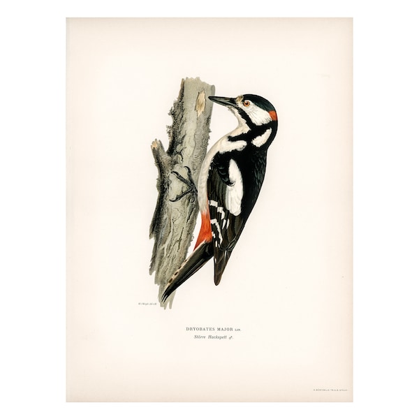 GREAT SPOTTED WOODPECKER Fine Art Print - Antique Lithograph from 1927 - A3/A4 Framed/Unframed