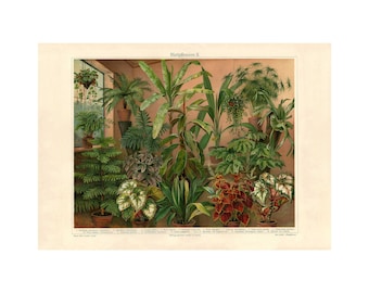 Houseplants Fine Art Print - Antique Lithograph - Framed/Unframed