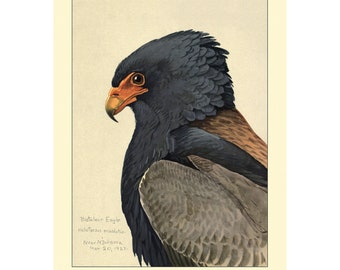 BATELEUR ADLER Vintage Giclee PRINT - Gerahmt/Ungerahmt