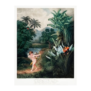 CUPID - Antique Lithograph by Robert Thornton (1807) - Framed/Unframed