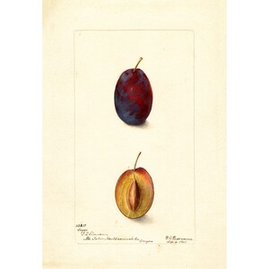 Pomological Watercolor Collection : Sweet Plums (c. 1886-1916) - Giclee Fine Art Print - Framed/Unframed/Canvas