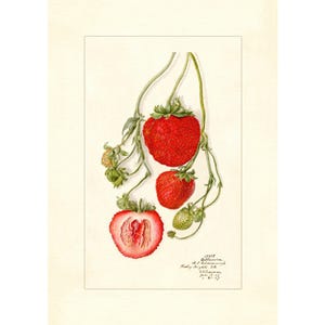 Pomological Watercolor Collection : Strawberry (c. 1886-1916) - Giclee Fine Art Print - Framed/Unframed/Canvas