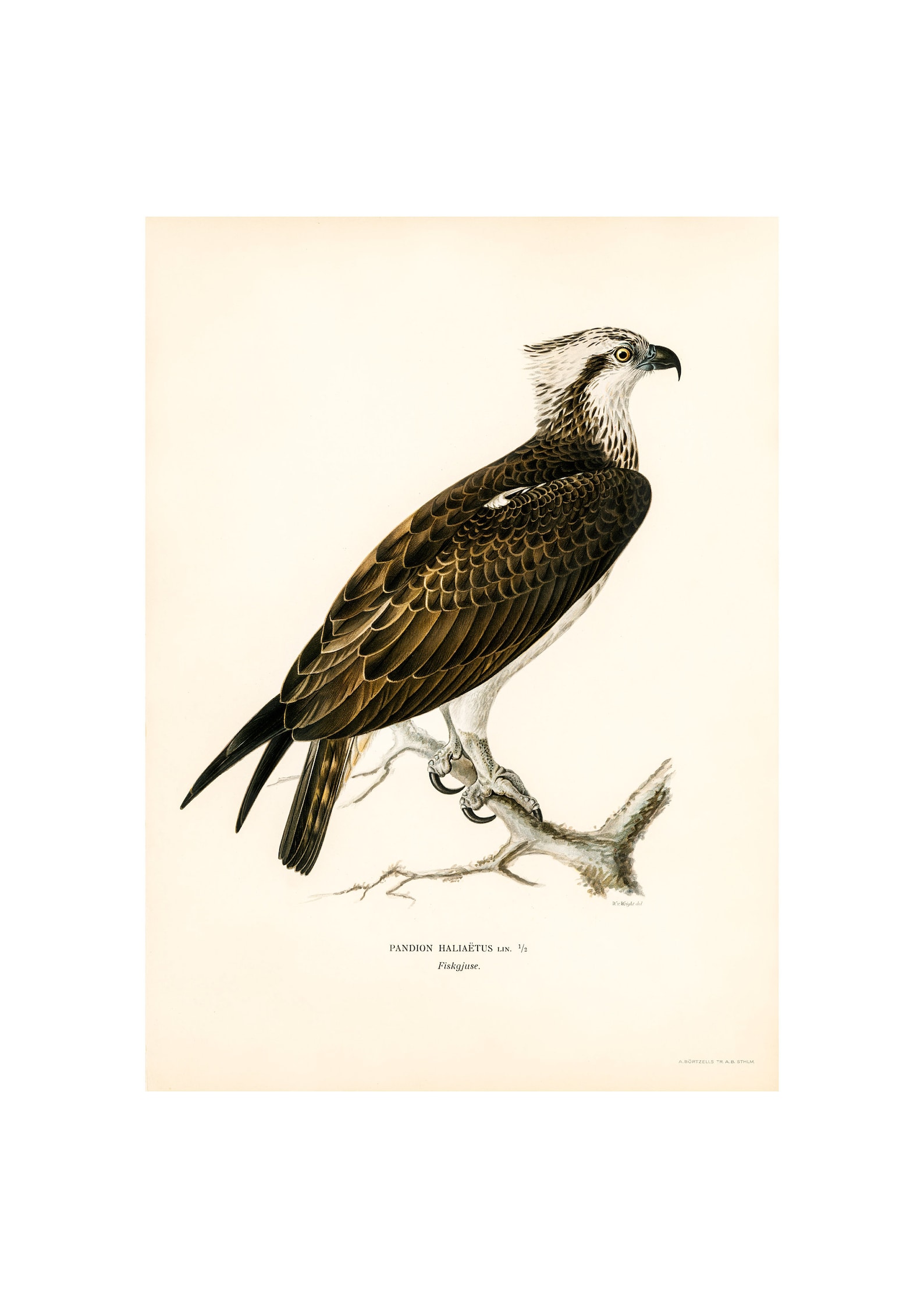 OSPREY Fine Art Print Antique Lithograph From 1927 A3/A4 - Etsy