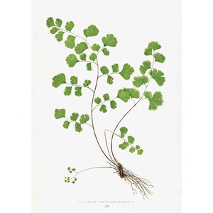 Adiantum Capillus–Veneris (Southern Maidenhair Fern) from Ferns Fine Art Vintage Giclee Print