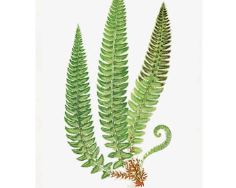 May include: A botanical illustration of a green fern with brown spores. The fern has three fronds and is labeled "Aspidium Lonchitis. XXXII."