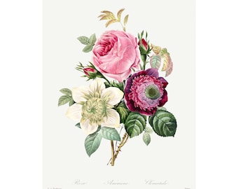 Rose, Anemone, Clematis - Antique Lithograph - Giclee Print - Framed/Unframed