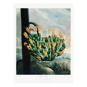 ALOE - Antique Lithograph by Robert Thornton (1807) - Framed/Unframed