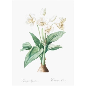 Crinum Giganteum Giant Lily Flowers Vintage Print - A4/A3 Encadré/Non encadré
