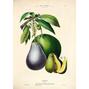 Avocado Pear Old Botanical Fine Art Print - Framed / Unframed