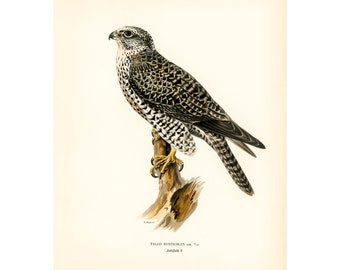 May include: A vintage illustration of a bird of prey, a Gyrfalcon, perched on a branch. The bird is brown and white with black markings. The illustration is on a cream-colored background with the text "FALCO RUSTICOLUS, LIN.  " and "JAMAICA" printed below the bird.