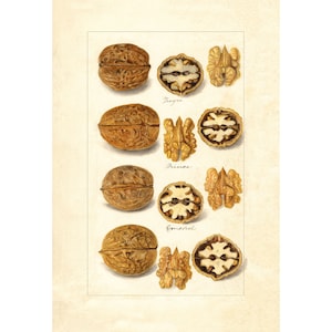 Pomological Watercolor Collection : Walnuts (c. 1886-1916) - Giclee Fine Art Print - Framed/Unframed/Canvas