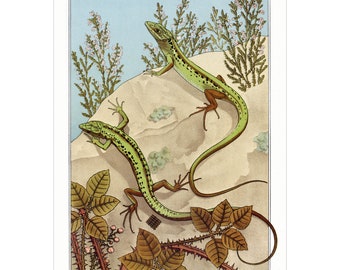Lizards - Giclee Print - L’Animal Dans la Decoration, Plate 25 - Maurice Pillard Verneuil, 1897 - Framed/Unframed/Canvas