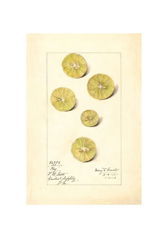 LEMONS Antique Lithograph Giclee Print Framed/unframed Etsy
