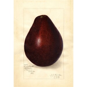 Pomological Watercolor Collection : Avocado (c. 1886-1916) - Giclee Fine Art Print - Framed/Unframed/Canvas