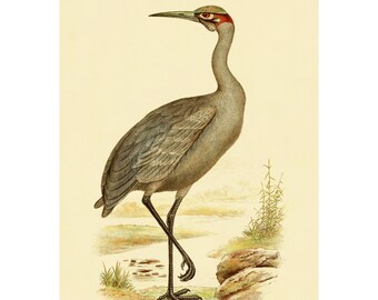 GREY HERON PRINT - Vintage Lithograph 1890 - A3/A4 - Framed/Unframed