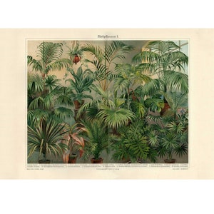 Houseplants Fine Art Print - Antique Lithograph - Framed/Unframed