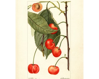 May include: A watercolor painting of a cherry branch with five red cherries and green leaves. The cherries are on a stem and have a light brown stem. The leaves are green and have a light green vein. The painting is on a cream background.
