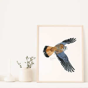 American Kestrel watercolor print
