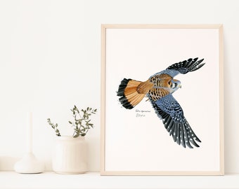 Stampa ad acquerello del Gheppio americano