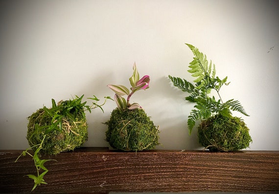 Kokodema Plant - Etsy