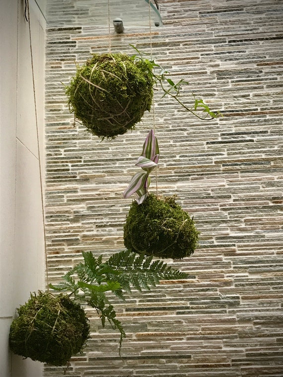 Fern Hanging Moss Plant Kokodema - Etsy