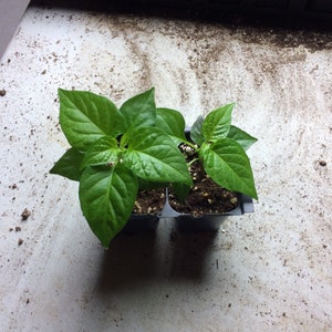 May include: Two small green pepper plants growing in black plastic pots. The plants are in a tray with soil and are ready to be transplanted.