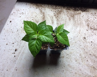 2 PACK RED SAVINA Habanero Pepper Plant (Red)  40 + Days Old (2" + to 4" Tall)