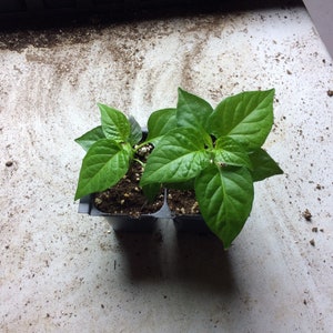 2 PACK RED SCOTCH Bonnet Pepper Plant  40 + Days Old (2" + to 3" Tall)