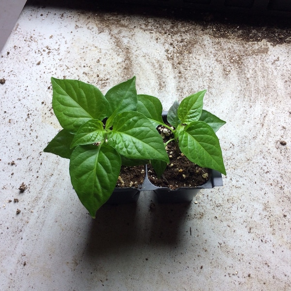2 PACK YELLOW CAROLINA Reaper Pepper Plant  40 + Days Old (1-1/2" + to 4" Tall)