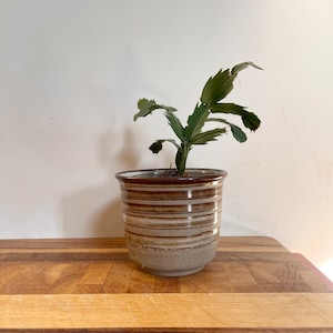 May include: A small green cactus plant in a brown and white striped ceramic pot. The pot is sitting on a wooden surface.