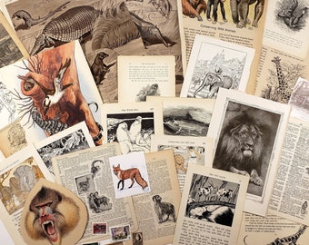 May include: A collection of vintage animal illustrations and text clippings, featuring a variety of animals including a lion, giraffe, monkey, and armadillo. The clippings are on a white background and are arranged in a random pattern.