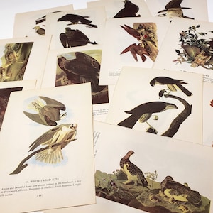 Illustrations vintage Audubon's Birds, lot de 14 pages, paquet de papier vintage, illustrations de livres en couleur, journal indésirable, éphémères, scrapbooking