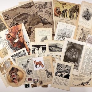 Illustrations vintage d'ANIMAUX SAUVAGES - Pack de papier mixte - Plus de 25 pièces, illustrations des XIXe et XXe siècles ! Ephémères pour journal, scrapbooking, etc.